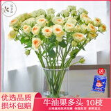 悦多彩优质水养鲜切花 母亲节三八节花束 昆明基地现采直发顺丰生活鲜花 多头玫瑰—牛油果 10支