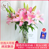 悦多彩AB级优质香水百合 家庭办公室各色生活鲜花 昆明基地 现采直发 粉色百合20朵（双头10枝）