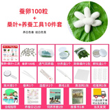 沃绣 蚕宝宝当天发货 蚕宝宝活体蚕卵小蚕彩色蚕桑叶新鲜桑叶养蚕套装 蚕卵100粒+桑叶+养蚕十件套