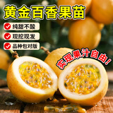 琅阙黄金百香果黄金9号树果苗庭院地栽南北方种植2棵90-110cm源头直发