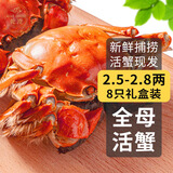 【活蟹】乾澄大闸蟹现货 全母蟹2.5-2.8两 8只 鲜活六月黄螃蟹生鲜海鲜礼盒装源头直发