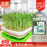 北蔬 水培豌豆蔬菜种子菜芽苗菜发芽盆育苗盘无土栽培 水培豌豆苗套餐