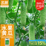 北蔬 水果黄瓜种子苗青瓜夏盆栽菜籽 卓脆潍胖二号水果黄瓜种子100粒