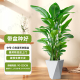 植男植女发财树招钱树天堂鸟金钱树幸福树白掌大绿植室内办公室客厅绿植 【天堂鸟】1-1.2M菱形盆-基地冲量款 白色圆柱形双层树脂盆