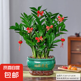 【金钱树】盆栽客厅室内植物钱串子大型发财绿植乔迁开业送盆花卉 6-9株 30-40cm财源广进宝绿陶瓷盆+肥料;
