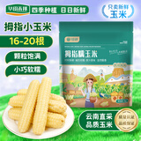 华田禾邦【新玉米】云南拇指玉米2斤(16-22根)儿童甜糯玉米棒 早餐代餐