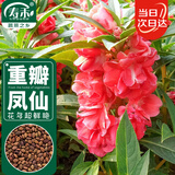 寿禾 重瓣凤仙花种子种苗观赏花卉种籽 潍育重瓣凤仙花种子5g约500粒