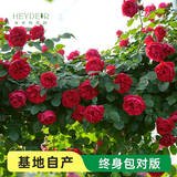 海蒂的花园旗舰店月季花卉盆栽小苗灌木蔷薇阳台观赏南北方四季可种原盆原土 月季弗洛伦蒂娜15cm盆 含盆