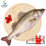 仙泉湖三去大白蕉海鲈鱼2斤/条净膛冷冻刺少肉厚海鲜水产食材
