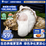 贝司令（BEISILING）【鲜活】乳山生态生蚝牡蛎贝类烧烤源头直发2XL净重4斤 海鲜水产