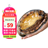 鲟食活冻大鲍鱼新鲜福建九孔鲍鱼国产 海鲜水产烧烤食材 8-10只/斤