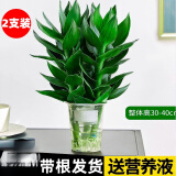绿有意观音竹富贵竹水培植物带根花卉绿植绿萝室内盆栽转运竹子水养好养 观音竹2支（活动款 无盆）