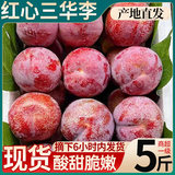 钱排三华李红心李子 酸甜多汁 生鲜孕妇新鲜水果脆甜现摘产地直发 【单果30-40克】大果5斤