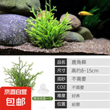 【京东物流】水草套餐 好养耐活真水草植物绿菊大叶绿九冠鱼缸 鹿角榕两杯(拍二单发五杯)
