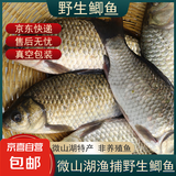微山湖野生鲫鱼土渔民捕捞活鱼现杀净膛滋补炖汤400g/袋 大号【2-3条/400g】400g*3袋