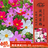 寿禾格桑花种子苗波斯菊花籽批发混色大花波斯菊种子300g(100gx3包)