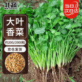 北蔬 香菜种子苗大叶芫荽种子春季蔬菜种籽 大叶香菜种子20g约2000粒