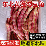 良知农哥【顺丰】东北油豆角 一点红/九月青豆角宽面豆角 开锅烂 健康轻食 黄金勾豆角 2斤装