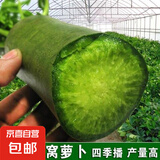 【冬季萝卜】（京东配送）种子套餐菜种子阳台盆栽庭院易种秋冬季 沙窝萝卜种子1包约300粒