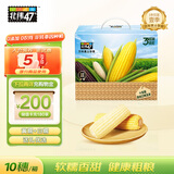 北纬47°杂粮礼盒 4斤 黄糯鲜玉米5穗+白糯鲜玉米5穗 早餐粗粮礼盒装