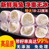 鱼姐海成 海兔子满籽笔管鱼新鲜全籽籽乌 青岛鲜活冷冻海鲜水产 2斤袋装