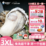 贝司令（BEISILING）【鲜活】乳山生态生蚝牡蛎贝类烧烤源头直发3XL净重4斤 10-15只装