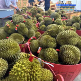 绿鲜森泰国金枕头榴莲带壳新鲜水果生鲜 2-3斤(包四房肉)