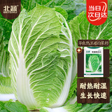 北蔬 夏阳白菜种子苗夏秋大白菜菜种籽 华良热王45白菜种子5g约1600粒