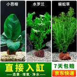 疯狂水草（FKSC）真水草鱼缸造景套餐净化水质懒人鱼缸水草植物直接入缸蜈蚣草 【火山石】水草组合四3棵