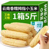 傣小瓜 拇指小玉米云南即食香糯手指玉米棒甜玉米杂粮轻食代餐早餐食品 拇指玉米500g*1袋【1斤】