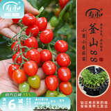 寿禾 蔬菜苗活苗带土发货大全菜苗种苗春夏各种秧苗山东寿光苗子阳台 釜山88圣女果苗 6棵