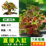 疯狂水草鱼缸水草净化水质套餐蜈蚣草阴性水草浮萍植物活体水培 单头红波