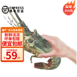 时寐东山岛海捕小青龙虾新鲜活冻大号青龙虾端午中秋春节礼盒顺丰空运 200-250克/只