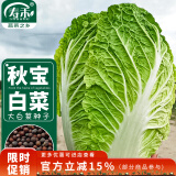 寿禾 大白菜种子种苗春季蔬菜种籽大田种植 潍育秋宝白菜种子10g*5袋