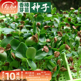 寿禾 芽菜种子萝卜四季夏秋四季无土水培蔬菜豌豆芽 香椿芽苗菜种子30g（较难种植）
