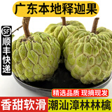 良知农哥【顺丰】台湾品种释迦果新鲜佛头果 凤梨释迦 3斤 约4-5个本地释迦