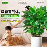 叹为观止大型盆栽金钱榕百合竹金钱树发财树清香木办公室内落地款中型植物 万年青【60-80厘米】 含盆