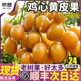 爱鲜摘农场 广东鸡心黄皮果无核【JD顺丰-闪送】茂名新鲜黄皮水果礼盒品节日 2斤尝鲜装【量较少-不推荐】 【精美礼盒+保温箱+冰袋】