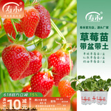 寿禾草莓苗带土发货大苗寿禾苗场四季带盆栽好夏秋批发奶油秧苗 【组合3盆】章姬奶油红颜各1盆