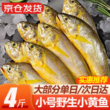 弹指鲜生舟山野生小黄鱼  新鲜冷冻海捕黄花鱼 生鲜鱼类烧烤食材 【小号】约18-20条/斤4斤净重