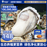 贝司令（BEISILING）【鲜活】乳山生态生蚝牡蛎贝类烧烤源头直发3XL净重9斤  海鲜水产