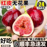 粤迎云南红皮无花果【顺丰送货上门】新鲜水果现摘糖包子节日送礼 2斤鲜享装【当季尝鲜-颗颗饱满】净1.05斤 商超级精选果【单果29-42g】自吃推荐