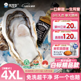 贝司令（BEISILING）【鲜活】乳山生态生蚝牡蛎贝类烧烤源头直发4XL净重9斤 18-24只装