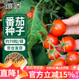 花沃里盆栽小番茄种子约70粒 蔬菜种子红珍珠小西红柿阳台盆栽/庭院种植