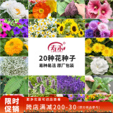 寿禾 花种子苗薄荷波斯菊太阳花格桑花向日葵花种籽 20种花草种子套餐