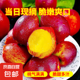 【现货】黄心油桃新鲜水果产地直发放软更好吃鲜 油桃净重3斤中大果（单果65g+）