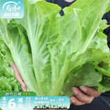 寿禾 生菜种子四季播紫色夏秋蔬菜莱种紫叶家庭种寿光菜籽叶菜种籽 绿罗莎生菜种子10g