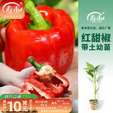 寿禾 蔬菜苗活苗带土发货大全菜苗种苗春夏各种秧苗山东寿光苗子阳台 （红甜椒）红椒苗 6棵