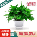 绿萝盆栽室内客厅绿植花卉 家用净化空气绿箩植物吸除甲醛吊兰 高26CM【云白吸水双层】4盆+5肥