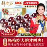 轩农谷 正宗仙居杨梅新鲜东魁大杨梅现摘现发特大乒乓杨梅时令水果礼盒 15A单果23-28g 80颗